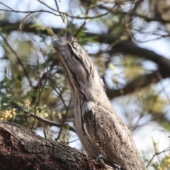 Podargus strigoides at Weetangera, ACT - 12 Nov 2023