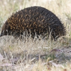 Tachyglossus aculeatus (Short-beaked Echidna) at The Pinnacle - 11 Nov 2023 by AlisonMilton