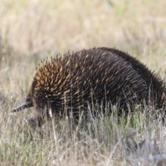 Tachyglossus aculeatus at The Pinnacle - 12 Nov 2023 09:25 AM