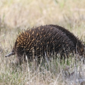 Tachyglossus aculeatus at The Pinnacle - 12 Nov 2023 09:25 AM