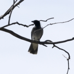 Coracina novaehollandiae (Black-faced Cuckooshrike) at Belconnen, ACT - 11 Nov 2023 by AlisonMilton