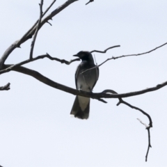 Coracina novaehollandiae at The Pinnacle - 12 Nov 2023