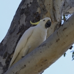 Cacatua galerita at The Pinnacle - 12 Nov 2023 09:14 AM