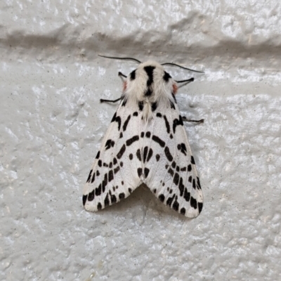 Ardices glatignyi (Black and White Tiger Moth (formerly Spilosoma)) at Gibraltar Pines - 11 Nov 2023 by jeremyahagan