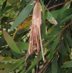 Psychidae (family) IMMATURE (Unidentified case moth or bagworm) at Higgins, ACT - 11 Nov 2023 by pinnaCLE