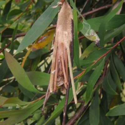 Psychidae (family) IMMATURE (Unidentified case moth or bagworm) at Higgins, ACT - 11 Nov 2023 by pinnaCLE