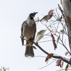 Philemon corniculatus (Noisy Friarbird) at The Pinnacle - 12 Nov 2023 by AlisonMilton