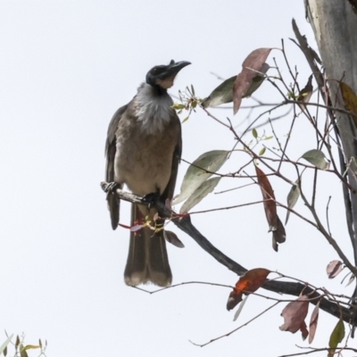 Philemon corniculatus (Noisy Friarbird) at Weetangera, ACT - 12 Nov 2023 by AlisonMilton