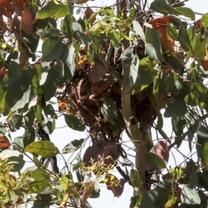 Philemon corniculatus at Weetangera, ACT - 12 Nov 2023