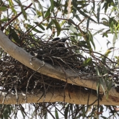 Strepera graculina (Pied Currawong) at Hawker, ACT - 11 Nov 2023 by AlisonMilton