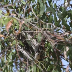 Anthochaera carunculata (Red Wattlebird) at Belconnen, ACT - 11 Nov 2023 by AlisonMilton