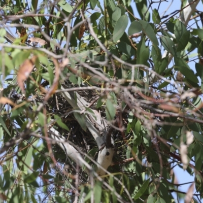 Anthochaera carunculata (Red Wattlebird) at The Pinnacle - 12 Nov 2023 by AlisonMilton