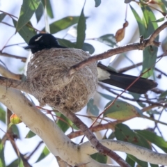 Rhipidura leucophrys (Willie Wagtail) at Weetangera, ACT - 12 Nov 2023 by AlisonMilton