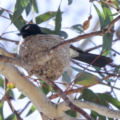 Rhipidura leucophrys (Willie Wagtail) at Weetangera, ACT - 12 Nov 2023 by AlisonMilton