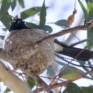 Rhipidura leucophrys at Weetangera, ACT - 12 Nov 2023