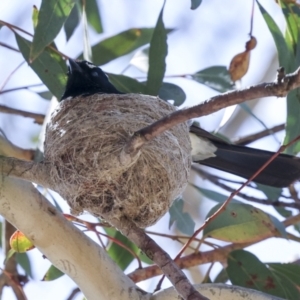 Rhipidura leucophrys at Weetangera, ACT - 12 Nov 2023