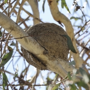 Grallina cyanoleuca at Weetangera, ACT - 12 Nov 2023 09:15 AM