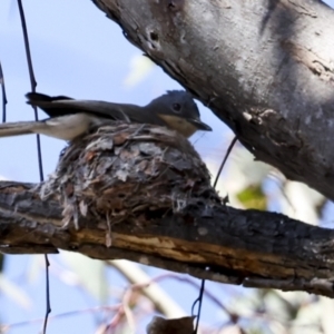 Myiagra rubecula at Weetangera, ACT - 12 Nov 2023