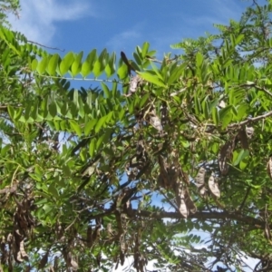 Robinia pseudoacacia at Macgregor, ACT - 12 Nov 2023