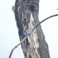 Todiramphus sanctus (Sacred Kingfisher) at Wollondilly Local Government Area - 10 Nov 2023 by Freebird