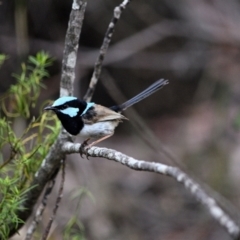 Malurus cyaneus (Superb Fairywren) at Wollondilly Local Government Area - 10 Nov 2023 by Freebird