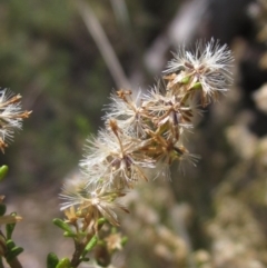 Olearia microphylla (Olearia) at Black Mountain - 11 Nov 2023 by pinnaCLE