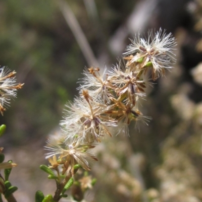 Olearia microphylla (Olearia) at Black Mountain - 10 Nov 2023 by pinnaCLE