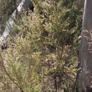 Olearia microphylla at Black Mountain - 11 Nov 2023 09:54 AM