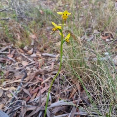 Diuris sulphurea (Tiger Orchid) at QPRC LGA - 12 Nov 2023 by clarehoneydove