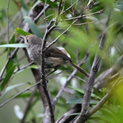 Acanthiza pusilla (Brown Thornbill) at Wollondilly Local Government Area - 10 Nov 2023 by Freebird