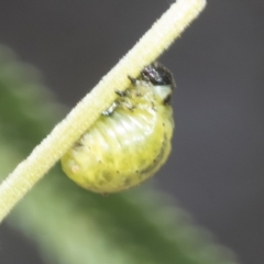 Calomela sp. (genus) (Acacia leaf beetle) at The Pinnacle - 3 Nov 2023 by AlisonMilton