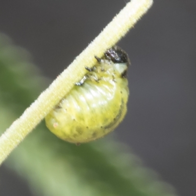 Calomela sp. (genus) (Acacia leaf beetle) at The Pinnacle - 3 Nov 2023 by AlisonMilton