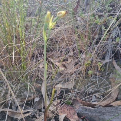 Calochilus montanus (Copper Beard Orchid) at QPRC LGA - 12 Nov 2023 by clarehoneydove