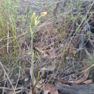 Calochilus montanus at QPRC LGA - 12 Nov 2023