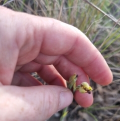 Calochilus montanus at QPRC LGA - 12 Nov 2023