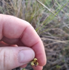 Calochilus montanus at QPRC LGA - 12 Nov 2023