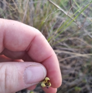 Calochilus montanus at QPRC LGA - 12 Nov 2023