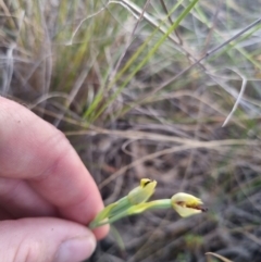 Calochilus montanus at QPRC LGA - 12 Nov 2023