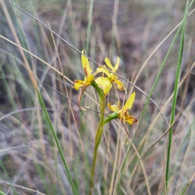 Diuris sulphurea (Tiger Orchid) at QPRC LGA - 12 Nov 2023 by clarehoneydove