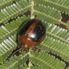 Dicranosterna immaculata (Acacia leaf beetle) at The Pinnacle - 3 Nov 2023 by AlisonMilton