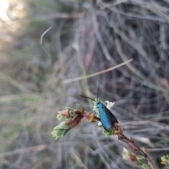 Pollanisus (genus) (A Forester Moth) at QPRC LGA - 12 Nov 2023 by clarehoneydove