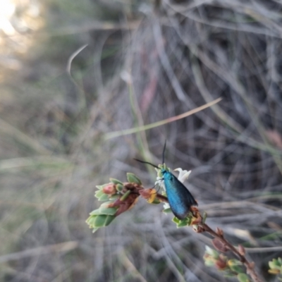 Pollanisus (genus) (A Forester Moth) at QPRC LGA - 12 Nov 2023 by clarehoneydove