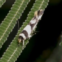 Macrobathra aphristis (A Gelechioid moth) at The Pinnacle - 3 Nov 2023 by AlisonMilton