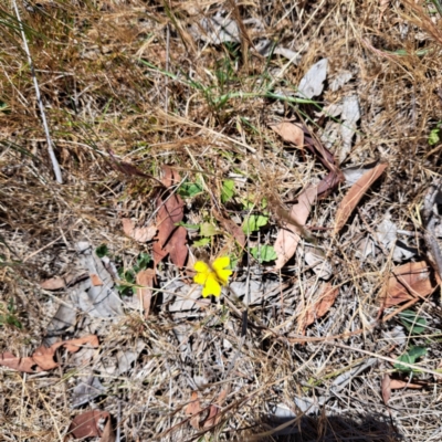 Goodenia pinnatifida (Scrambled Eggs) at Watson, ACT - 10 Nov 2023 by abread111