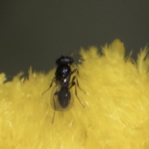 Chalcidoidea (superfamily) at Latham, ACT - 10 Nov 2023 03:50 PM