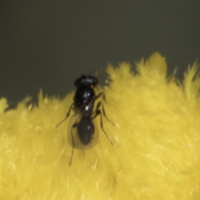 Chalcidoidea (superfamily) (A gall wasp or Chalcid wasp) at Blue Devil Grassland, Umbagong Park (BDG) - 10 Nov 2023 by kasiaaus