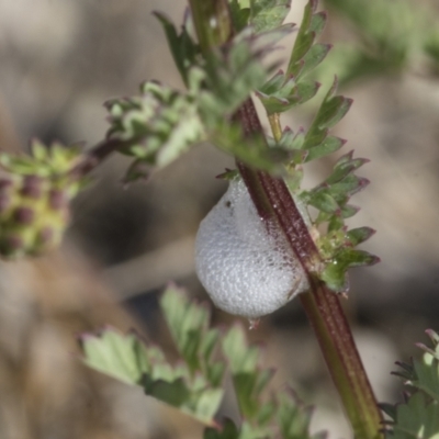 Aphrophorinae (subfamily) (Unidentified spittlebug) at Belconnen, ACT - 2 Nov 2023 by AlisonMilton