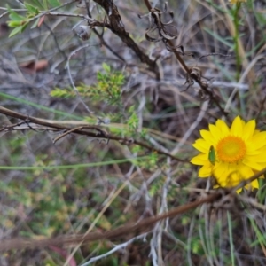 Ocirrhoe unimaculata at QPRC LGA - 12 Nov 2023