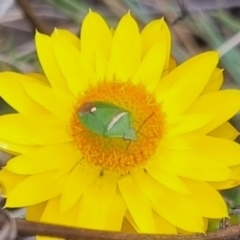 Ocirrhoe unimaculata at QPRC LGA - suppressed