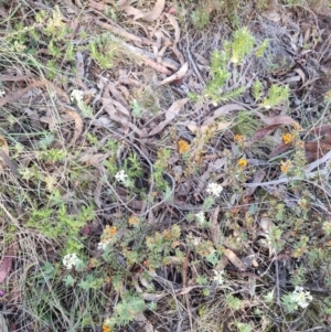 Pimelea linifolia subsp. caesia at QPRC LGA - suppressed